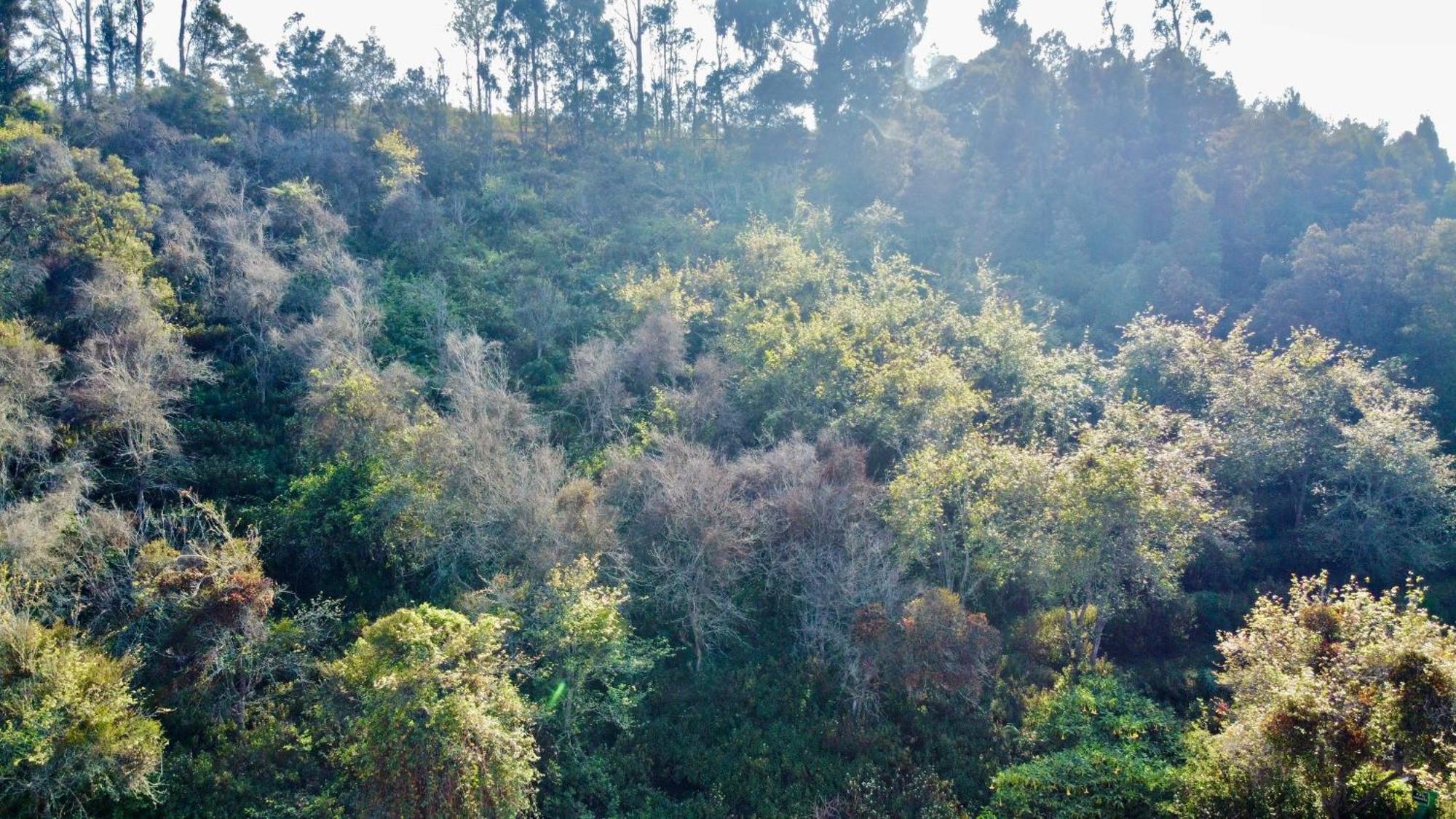 La Flora Kodaikanal Eksteriør bilde